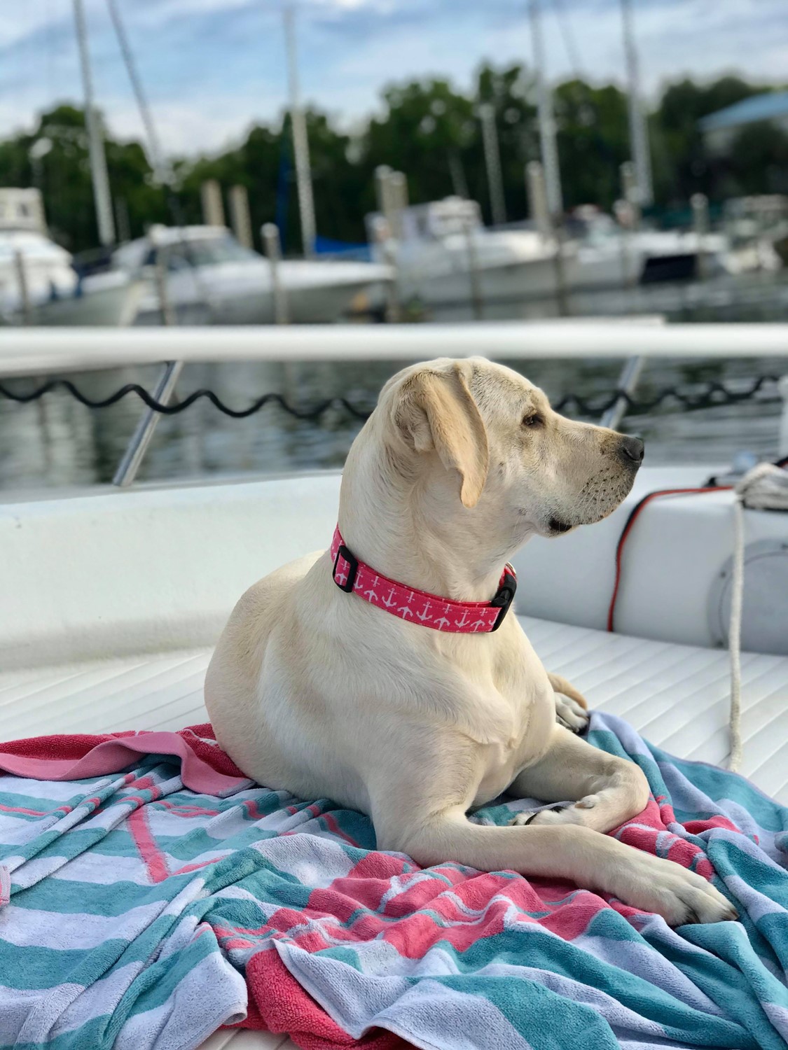 Pink Buffalo Bills Dog Collar Buffalo Bills Martingale Dog 